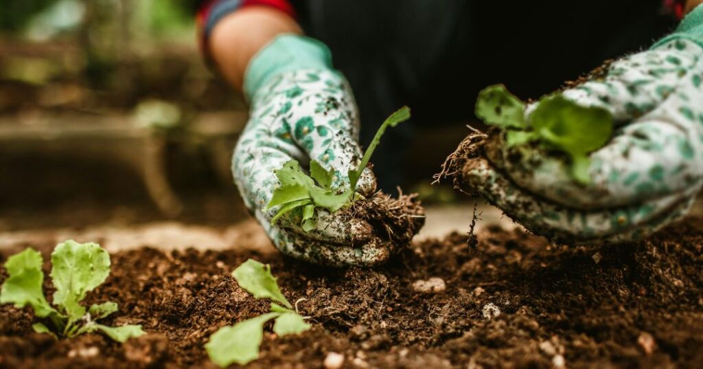 manutenção de jardins em Florianópolis