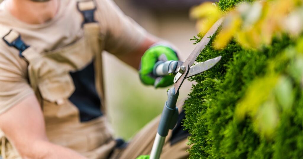 poda e plantio em Florianópolis